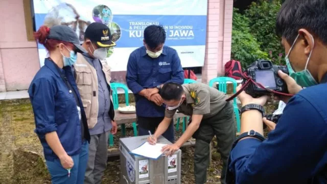 10 Ekor Kukang Jawa dilepaskan, Begini Kata BBKSDA Jawa Barat - GenPI.co JABAR