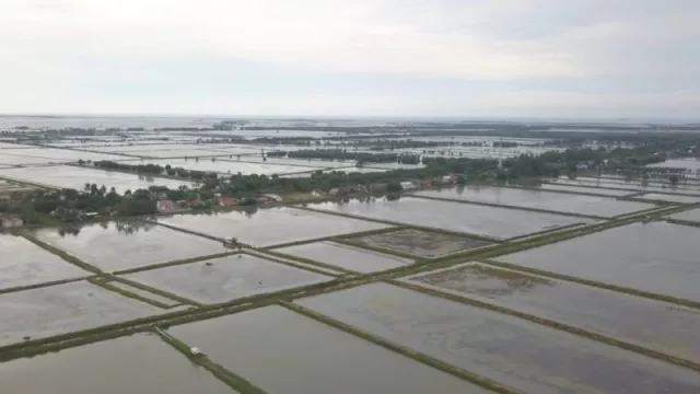 Prestasi Desa Sedari Karawang Top, Produksi Ikan Nila Berlimpah - GenPI.co JABAR