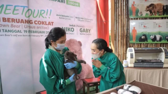 Lucu dan Imut, Taman Safari Bogor Perkenalkan Beruang Baru Lahir - GenPI.co JABAR