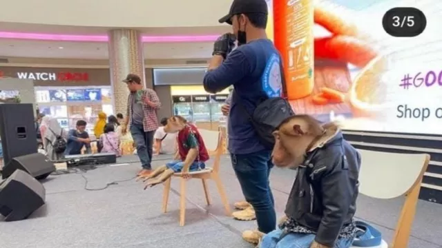 Foto Monyet Pakai Baju Manusia dan Rantai Viral di Media Sosial - GenPI.co JABAR