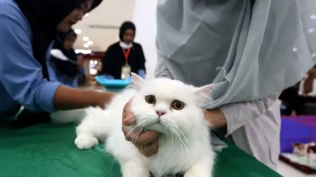 5 Dokter Hewan Terbaik di Jabar, Lengkap dengan Alamatnya - GenPI.co JABAR 5 Dokter Hewan Terbaik di Jabar, Lengkap dengan Alamatnya - GenPI.co JABAR