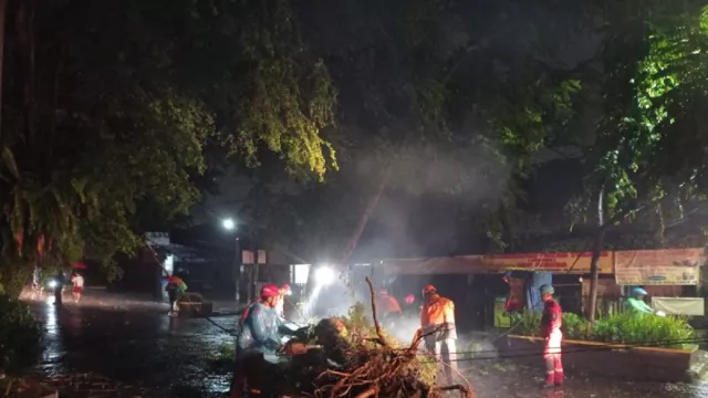 Hujan Deras di Kota Bogor, 3 Pohon Besar Tumbang - GenPI.co JABAR