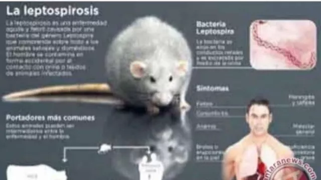 Warga Jabar Waspada, Infeksi Kencing Tikus Berbahaya - GenPI.co JABAR