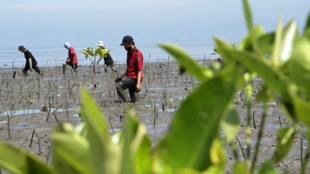 Antisipasi Bencana, Anggota MPR RI Serukan Gerakan Tanam Pohon - GenPI.co JATENG