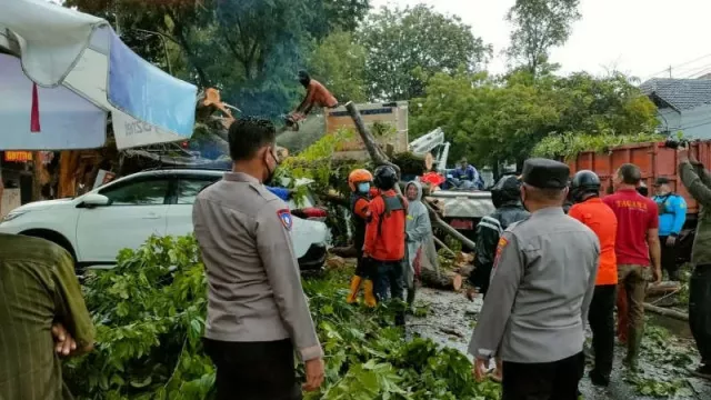 Brukk! Angin Kencang Bikin Pohon Timpa 3 Mobil di Semarang - GenPI.co JATENG