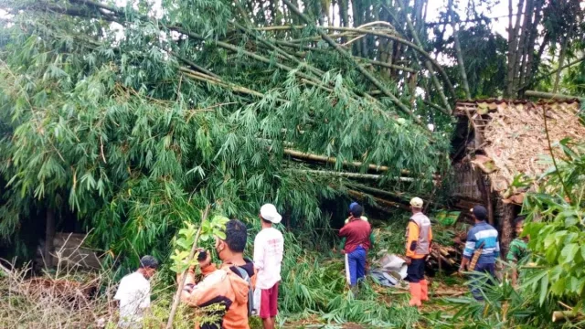 Angin Kencang di Magelang: Sejumlah Pohon Tumbang, 5 Rumah Rusak - GenPI.co JATENG