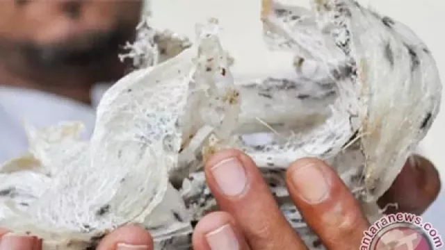 Ada Pentas Wayang Kulit di Pantai Karangbolong, Ini Tujuannya - GenPI.co JATENG Ada Pentas Wayang Kulit di Pantai Karangbolong, Ini Tujuannya - GenPI.co JATENG