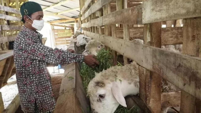 Mantan Napi Pelihara Domba, Nama Peternakannya Bandit Farm 033 - GenPI.co JATENG