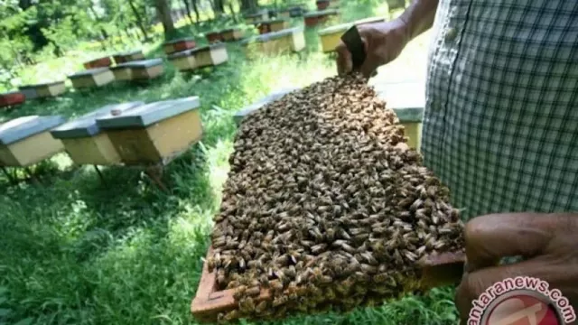 Selain Estetis, Menanam Bunga di Rumah Juga Bermanfaat Bagi Lebah - GenPI.co JATENG