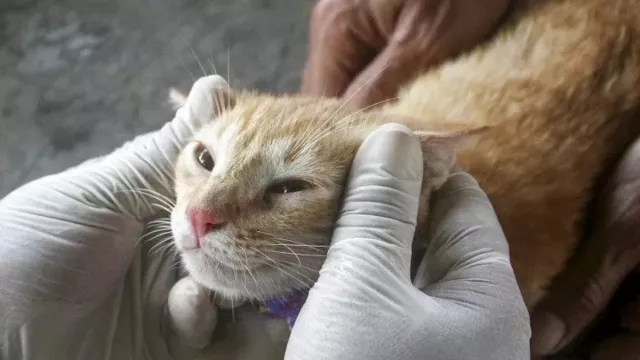 Pertimbangkan Ini Sebelum Adopsi Kucing sebagai Teman di Rumah - GenPI.co JATENG