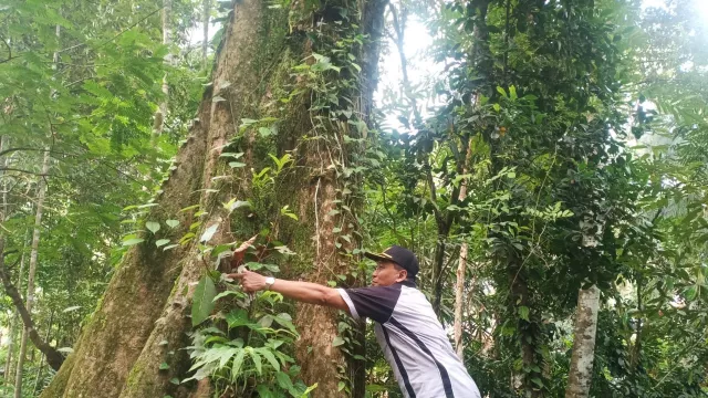 Busyet! Pohon Durian di Purworejo Ini Berumur Ratusan Tahun, Lho - GenPI.co JATENG