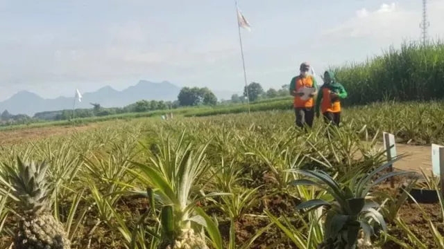 Makan Nanas Jangan Berlebihan, Ini Efek Samping Bagi Kesehatan - GenPI.co JATENG