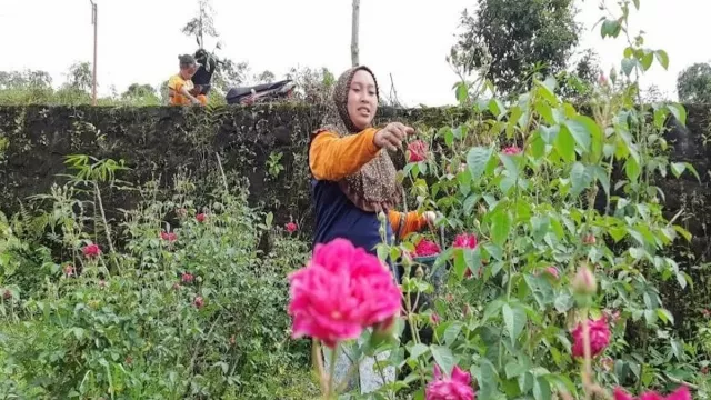 Harga Bunga Tabur di Boyolali Turun, Petani Sambat Ini - GenPI.co JATENG