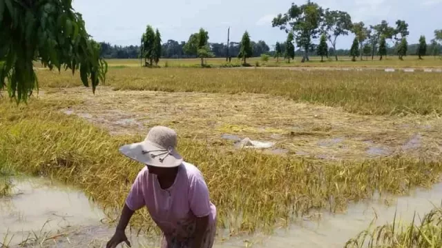 Astaga! 1.945 Ha Lahan Pertanian di Purworejo Terendam Banjir - GenPI.co JATENG