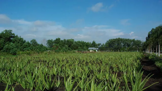 Lidah Buaya Bagus untuk Pengawet Makanan, Ini Caranya - GenPI.co JATENG