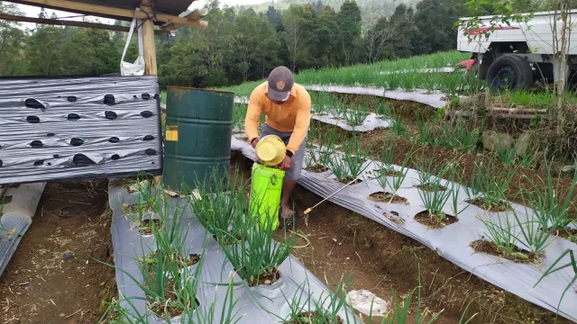 Tumpang Gilir, Pertanian Sistem Kearifan Lokal di Temanggung - GenPI.co JATENG Tumpang Gilir, Pertanian Sistem Kearifan Lokal di Temanggung - GenPI.co JATENG