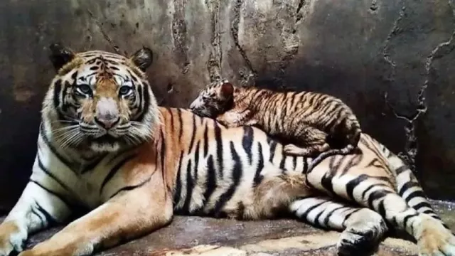 Begini Riwayat Harimau di Serulingmas Zoo yang Tewaskan Petugas - GenPI.co JATENG