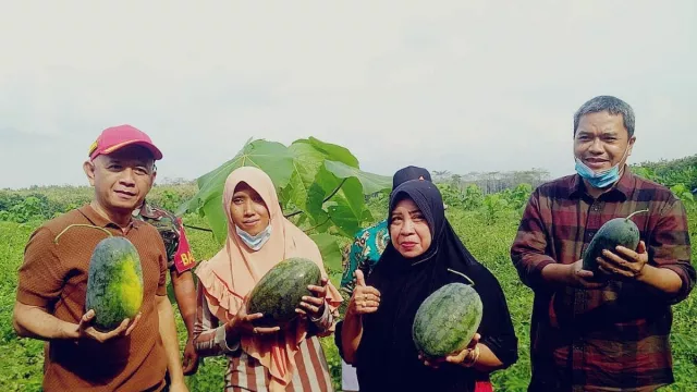 Jepara Panen Raya Semangka, Produktivitas 24 Ton per Hektare - GenPI.co JATENG