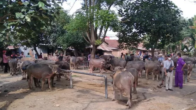 Wow! Harga Jual Hewan Ternak di Jepara Naik Meski Ada PMK - GenPI.co JATENG