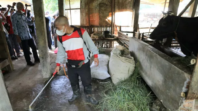 Alhamdulillah, Daerah Terjangkit PMK Dapat Bantun Pemprov Jateng - GenPI.co JATENG