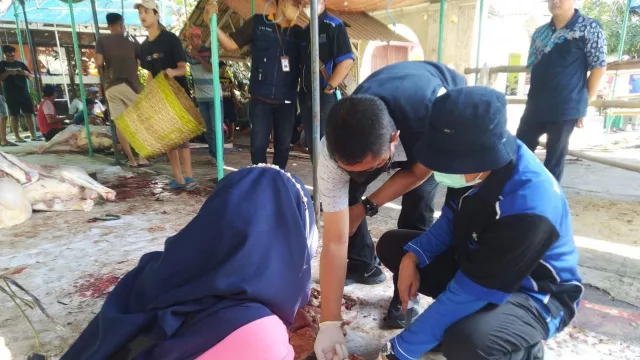 Waduh! 7 Hewan Kurban di Kendal Ditemukan Cacing Hati - GenPI.co JATENG