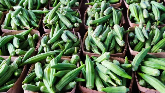 Ini Manfaat Okra, Penderita Diabetes Wajib Coba - GenPI.co JATENG Ini Manfaat Okra, Penderita Diabetes Wajib Coba - GenPI.co JATENG