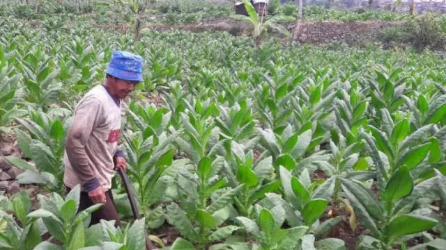 Duh! Cukai Hasil Tembakau Temanggung Cuma Tambah Rp 6 Miliar - GenPI.co JATENG