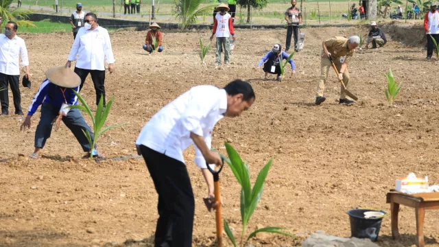Presiden Jokowi Tiba-Tiba Tanam Bibit Kelapa Genjah di Solo Raya, Ada Apa? - GenPI.co JATENG