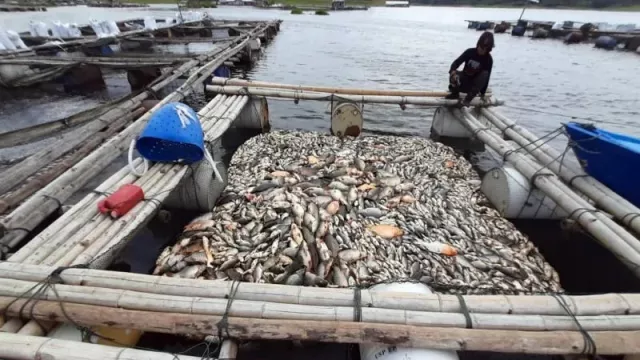 Astaga! 175 Ton Ikan di Waduk Kedung Ombo Mati Gara-Gara Upwelling, Sebegini Kerugiannya - GenPI.co JATENG