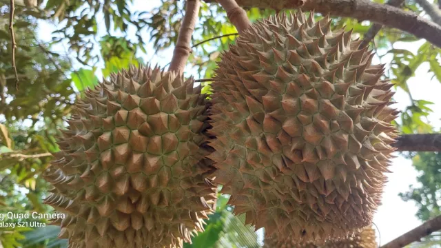 Wow! Ada Pohon Durian Usia Ratusan Tahun di Desa Pakis Rembang - GenPI.co JATENG
