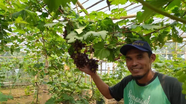 Top Tenan! Petani Milenial Sragen Ini Sukses Budidaya Anggur Impor - GenPI.co JATENG