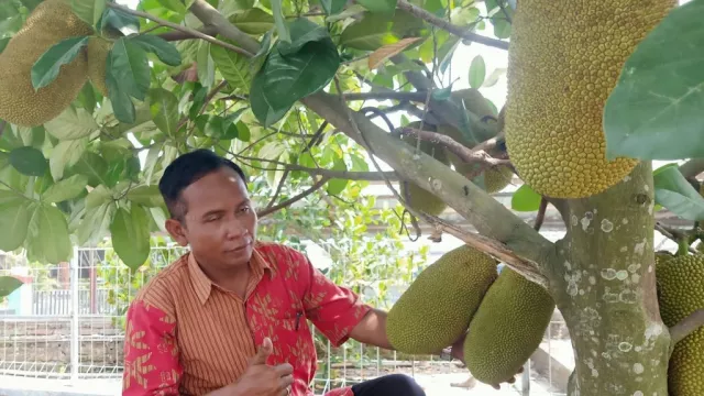 Begini Hijaunya Desa Pasung di Klaten, Ada Ribuan Pohon Nangka! - GenPI.co JATENG
