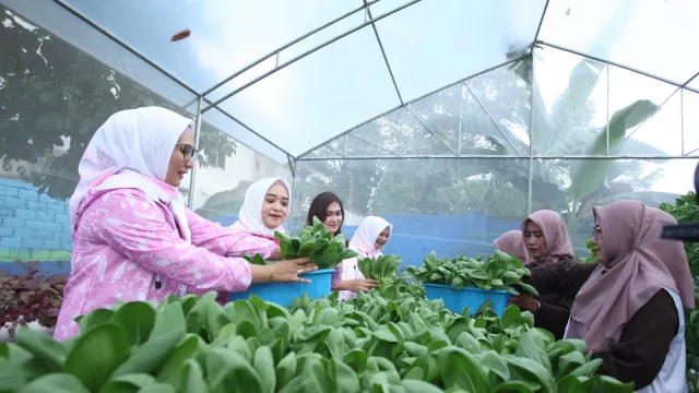 Didukung oleh BRI Peduli, Yuk Intip Kegiatan Bertani di Tengah Kota Medan - GenPI.co JATENG
