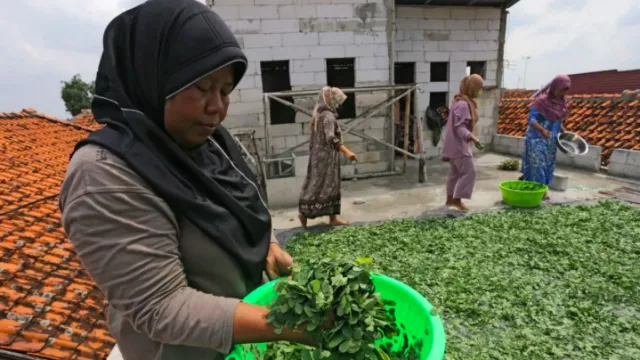 Manfaat Daun Kelor Ampuh Cegah Kanker, Monggo Dicoba - GenPI.co JATENG