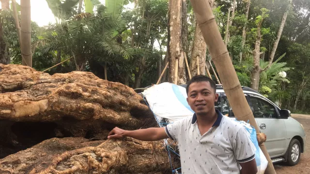 Tak Punya Basic Pertanian, Pria Asal Semarang Sukses Bisnis Landscape Tanaman - GenPI.co JATENG