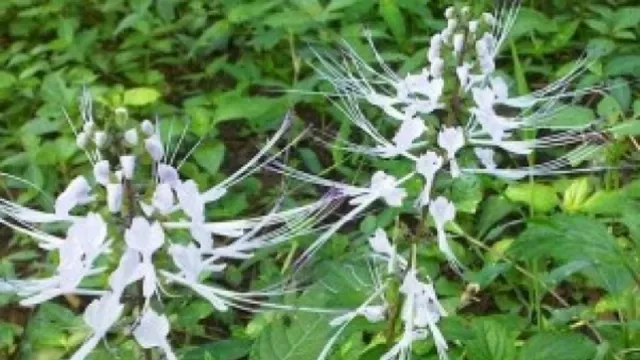 Kumis Kucing Tidak Sembarang Tumbuhan, Punya Banyak Manfaat - GenPI.co JATIM