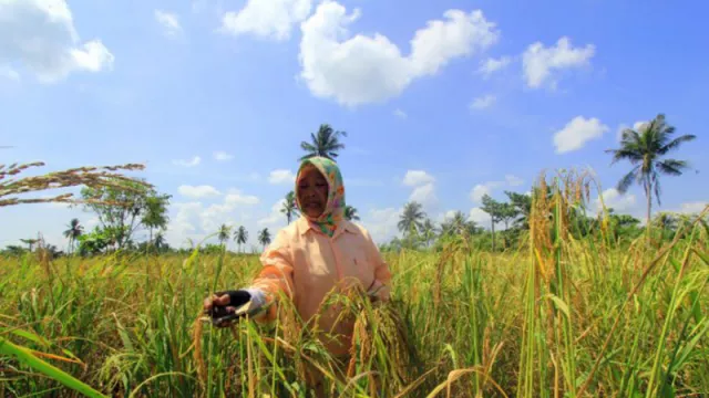Pakar: Asuransi Pertanian Masyarakat Masih Minim - GenPI.co JATIM