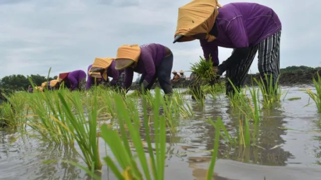 Stok Pupuk Subsidi di Kabupaten Malang Aman - GenPI.co JATIM