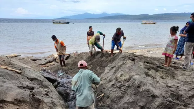KKP Selidiki Terus Penyebab Terdamparnya Paus Orca di Banyuwangi - GenPI.co JATIM