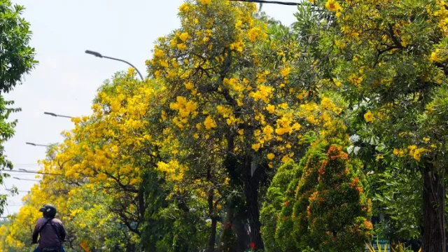 Cantiknya Bunga Tabebuya Saat Mekar, Serasa di Jepang - GenPI.co JATIM