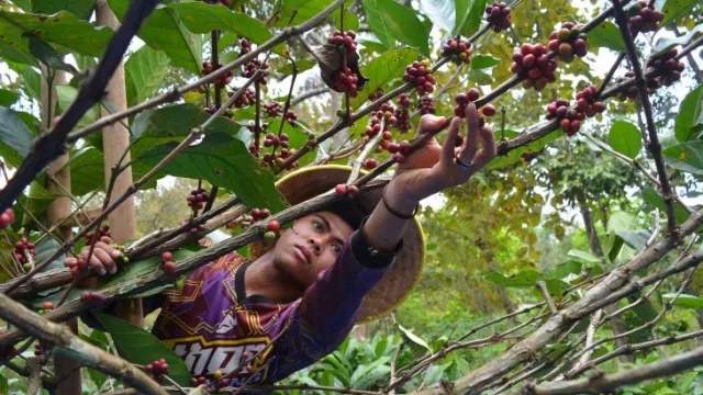 Kopi Excelsa, Dikembangkan di Wonosalam Sejak Zaman Belanda - GenPI.co JATIM