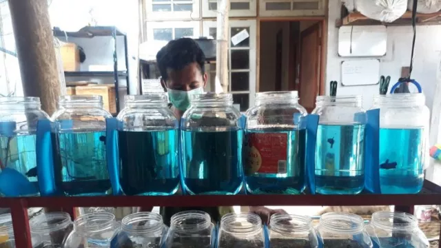 Pemuda 18 Tahun Sukses Hasilkan Jutaan Rupiah dari Ikan Cupang - GenPI.co JATIM