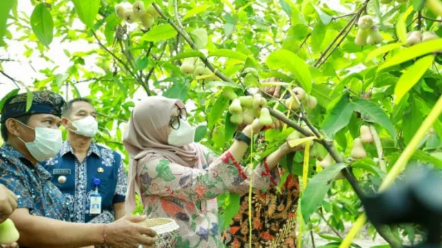 Kabar Baik, 443 tim Daftar Jadi Jagoan Tani Banyuwangi - GenPI.co JATIM