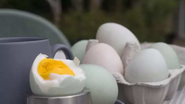 3 Manfaat Kuning Telur Bebek Bagi Kesehatan, Simak! - GenPI.co JATIM