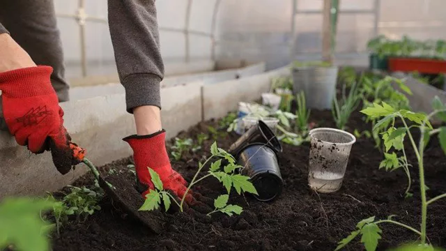 Tips Berkebun Sayur di Atap Rumah, Mudah Ternyata - GenPI.co JATIM