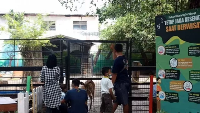 KBS Buka Night Zoo, Komisi B DPRD Surabaya Ingatkan Kesehatan Satwa - GenPI.co JATIM