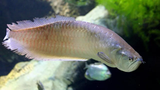 Tips Sukses Budi Daya Ikan Arwana, Langsung jadi Sumber Cuan - GenPI.co JATIM
