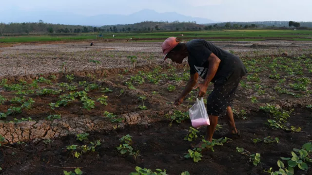 Waduk Kering, Warga Madiun Manfaatkan Tanam Sayuran - GenPI.co JATIM