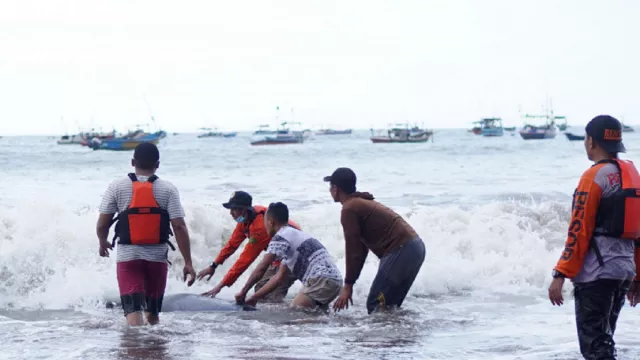 Air Pasang Sesatkan Paus dan Lumba-lumba ke Pesisir Tulungagung - GenPI.co JATIM