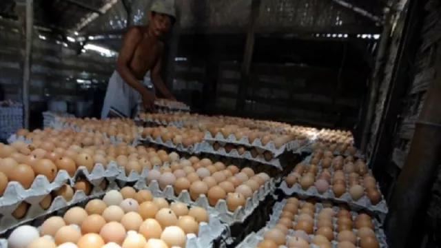 Peternak Merenung, Harga Telur Ayam Semakin Babak Belur - GenPI.co JATIM